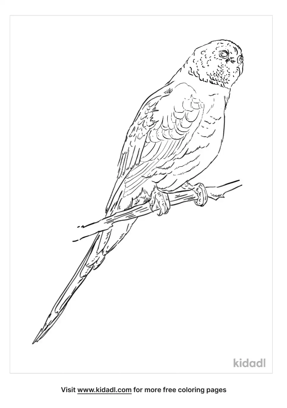 Bourke Parakeet Coloring Page