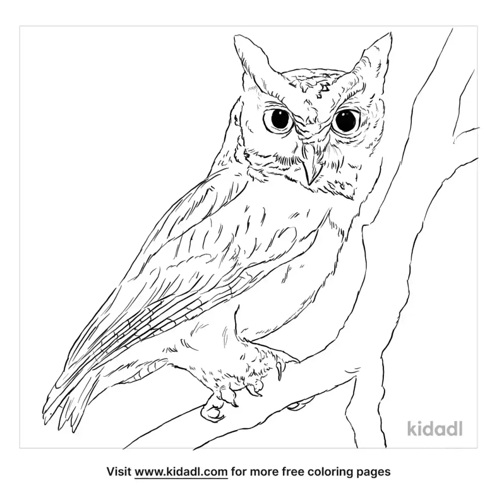 Scops Owl Coloring Page