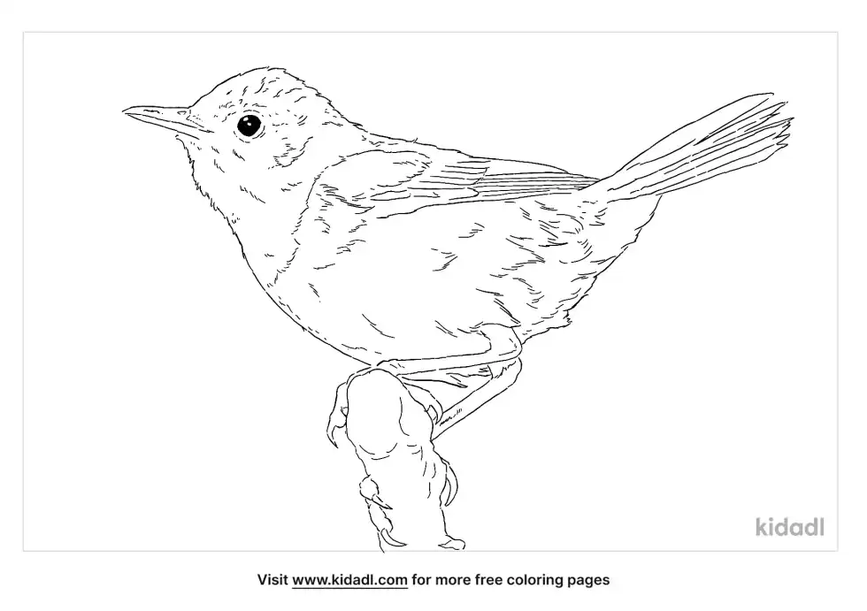 Mourning Warbler Coloring Page