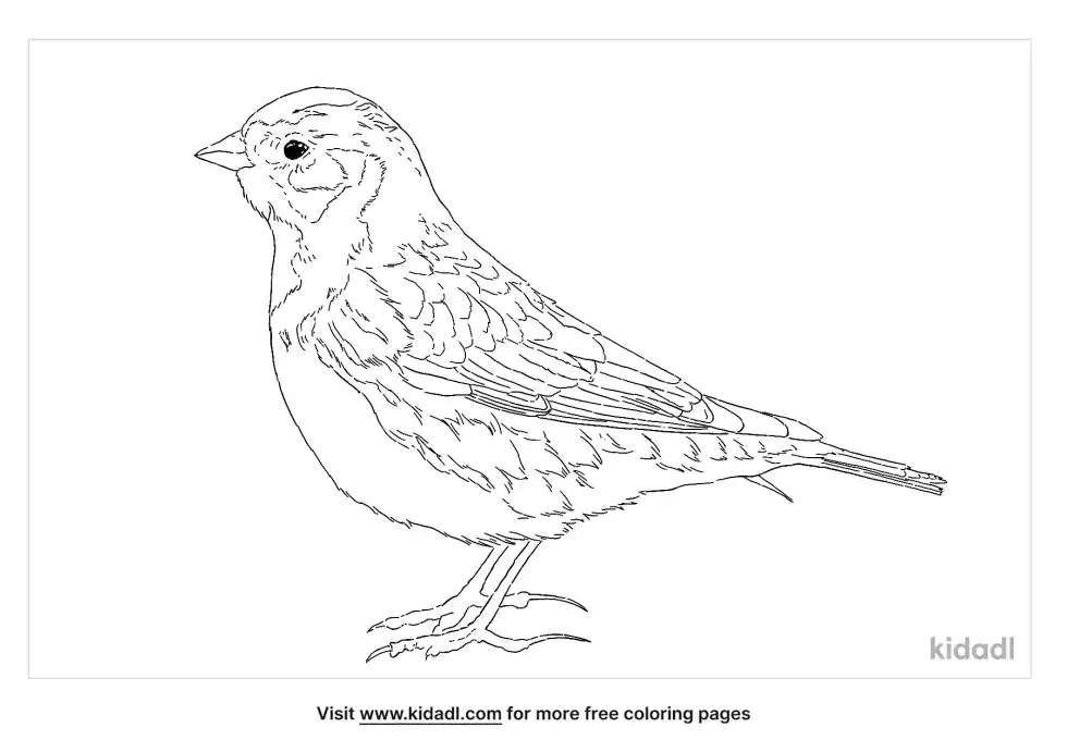 Lapland Longspur Coloring Page