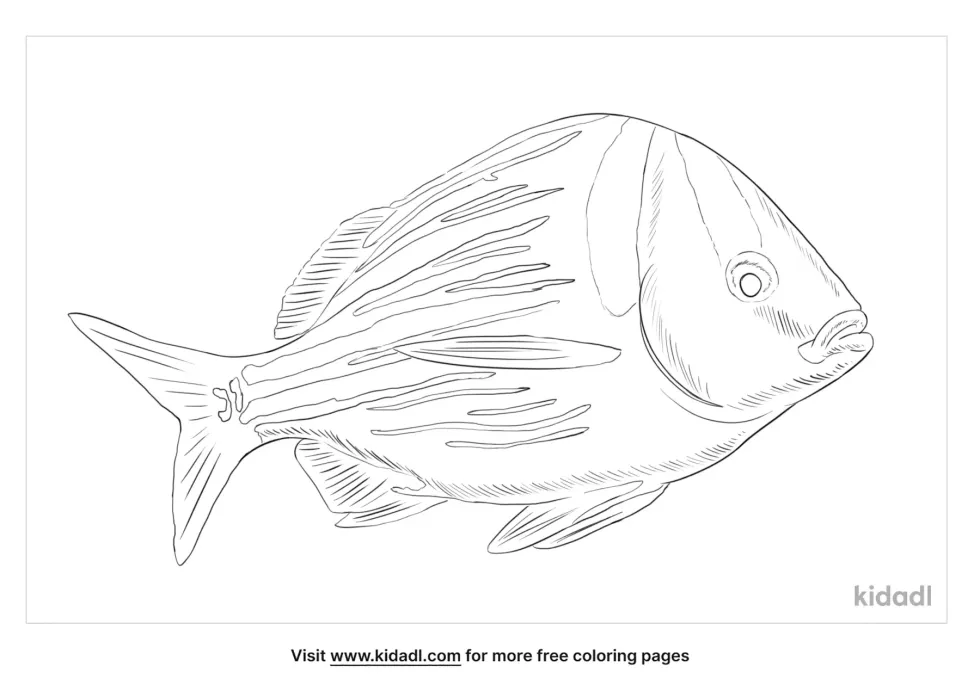 Porkfish Coloring Page