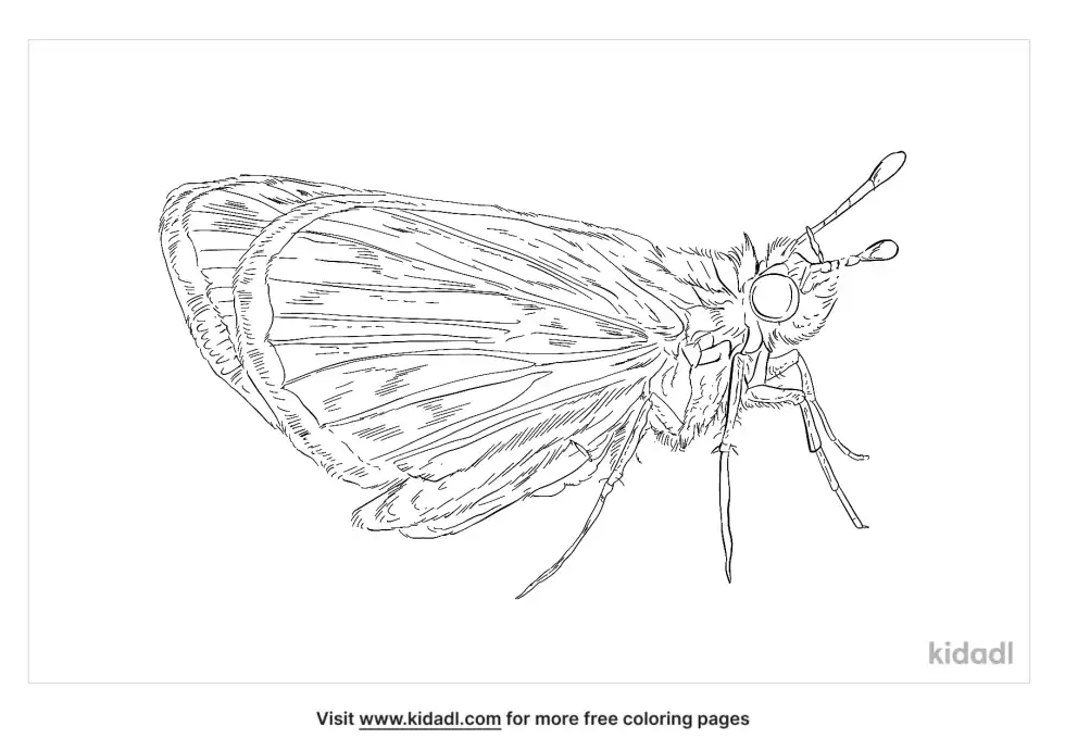 Least Skipper Coloring Page