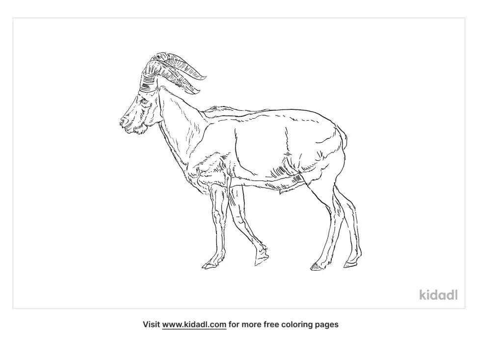 West Caucasian Tur Coloring Page