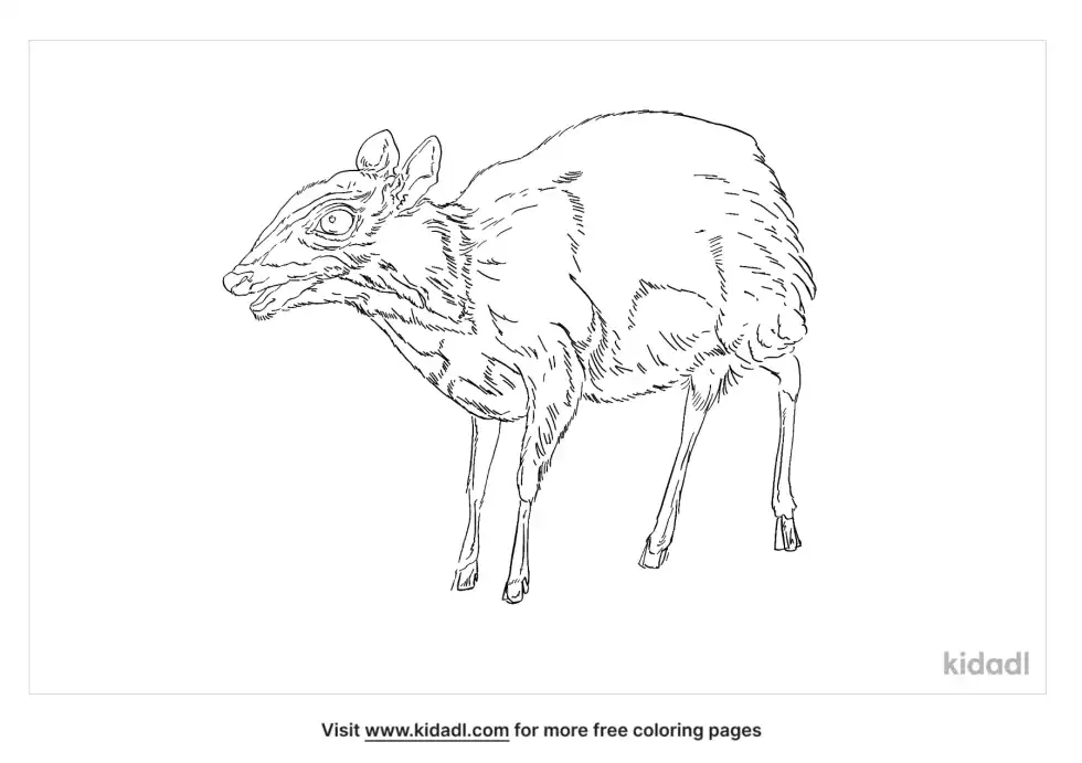 Lesser Mouse-Deer Coloring Page