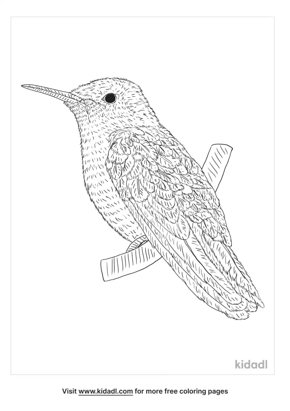 Emerald Chinned Hummingbird Coloring Page