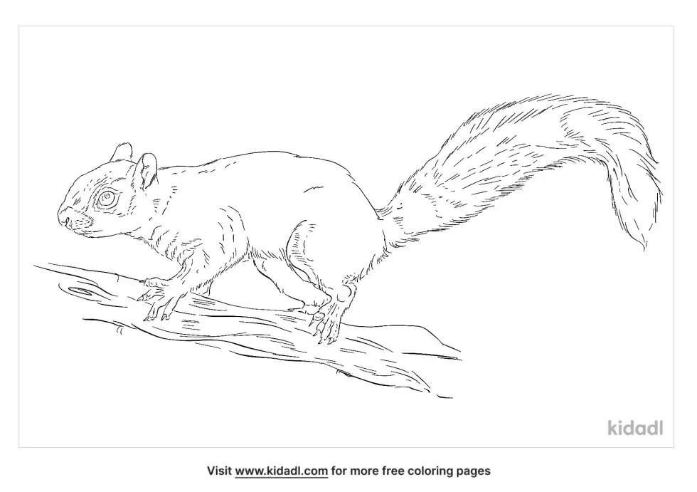 Red-Tailed Squirrel Coloring Page