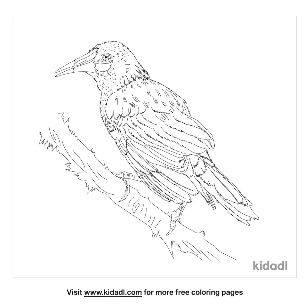 Montezuma Oropendolas Coloring Page