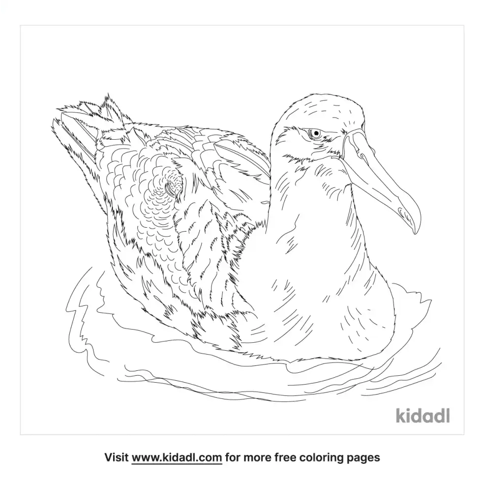 Mollymawk Coloring Page