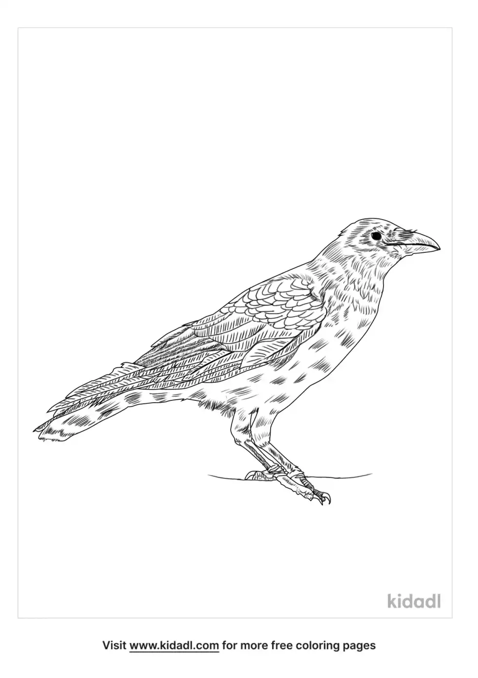 Carrion Crow Coloring Page