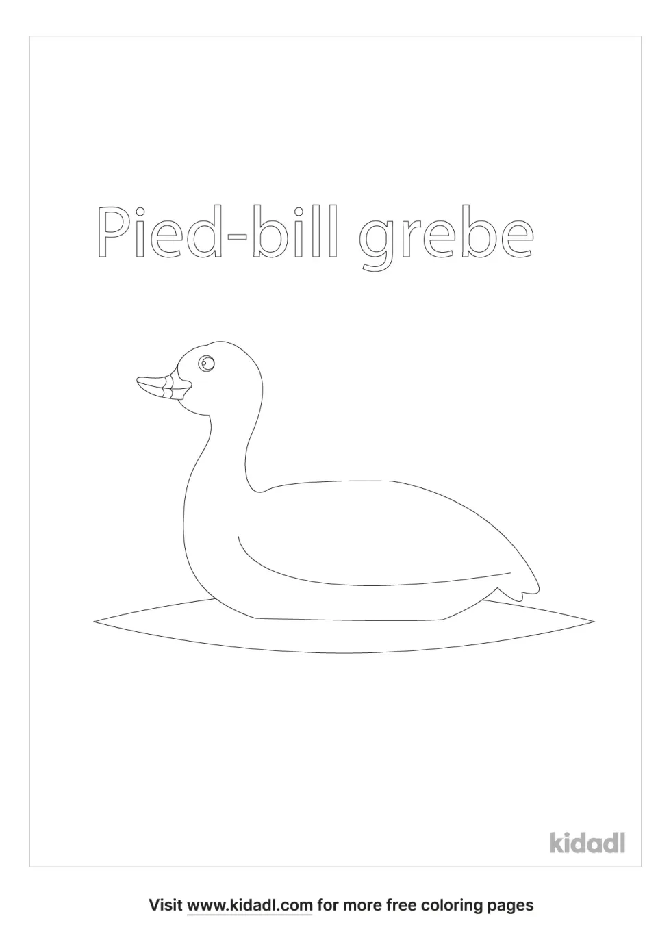 Pied-Bill Grebe