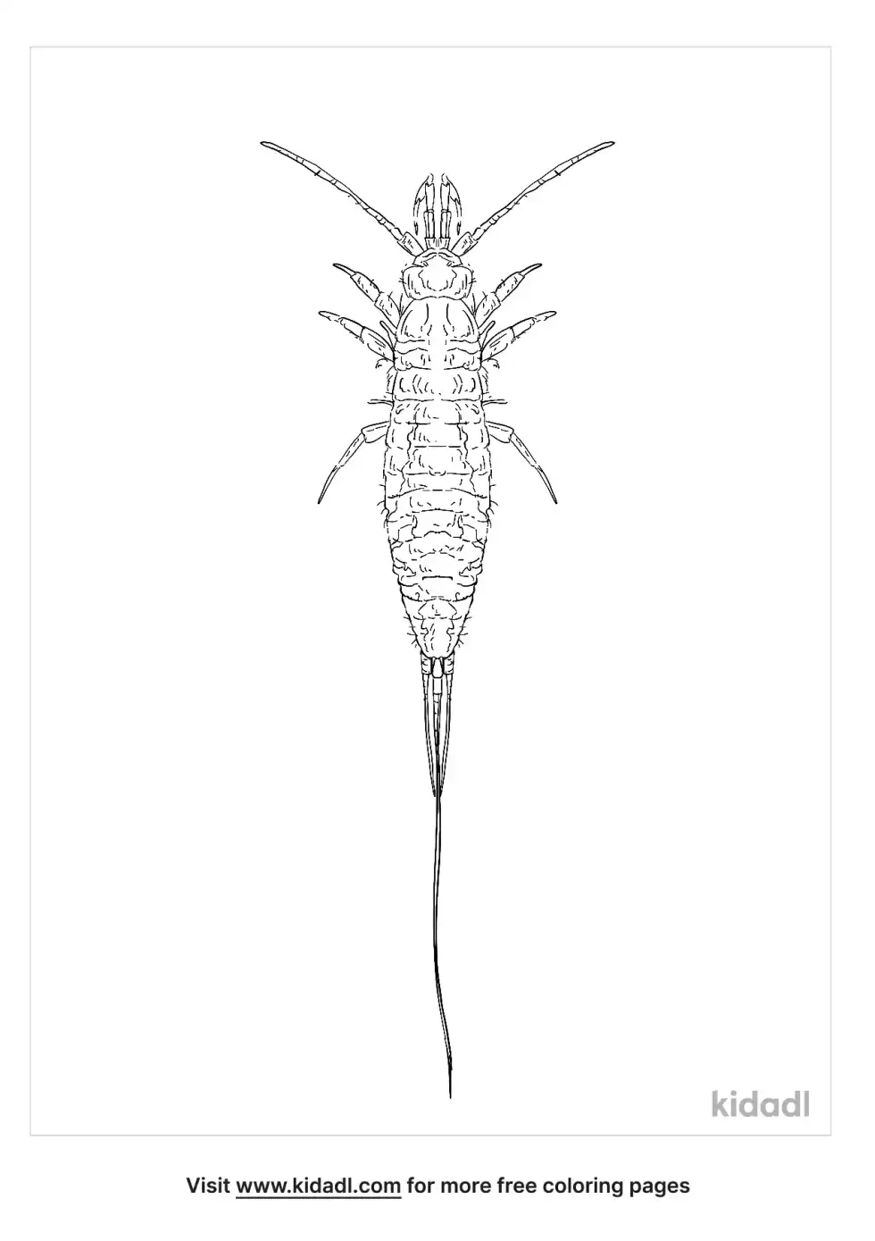 Jumping Bristletail Coloring Page
