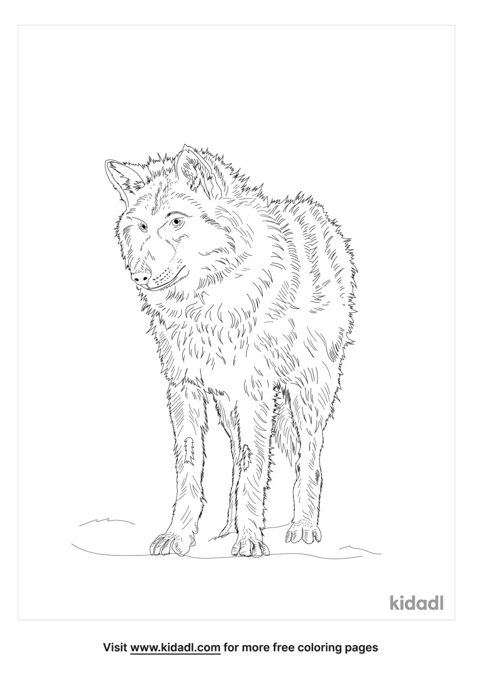 Mongolian Wolf