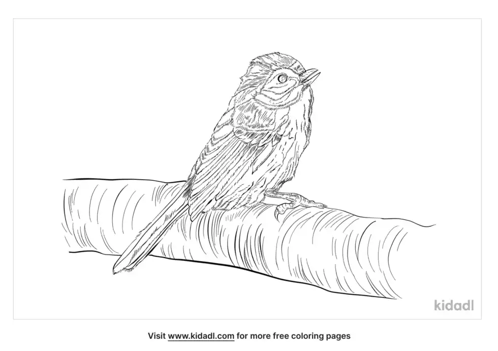 Prairie Warbler Coloring Page