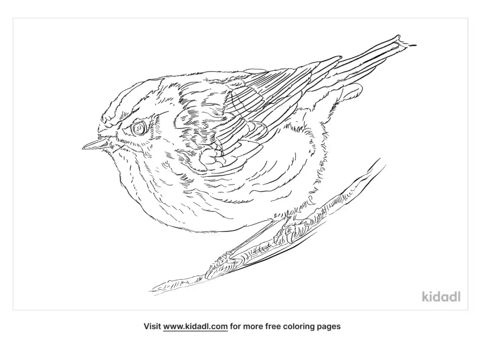 Blackpoll Warbler Coloring Page