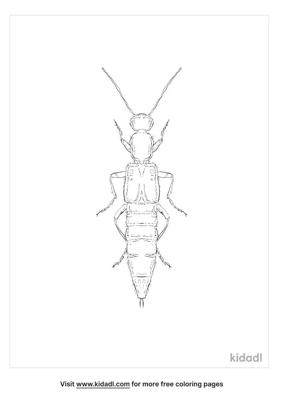 Rove Beetle Coloring Page