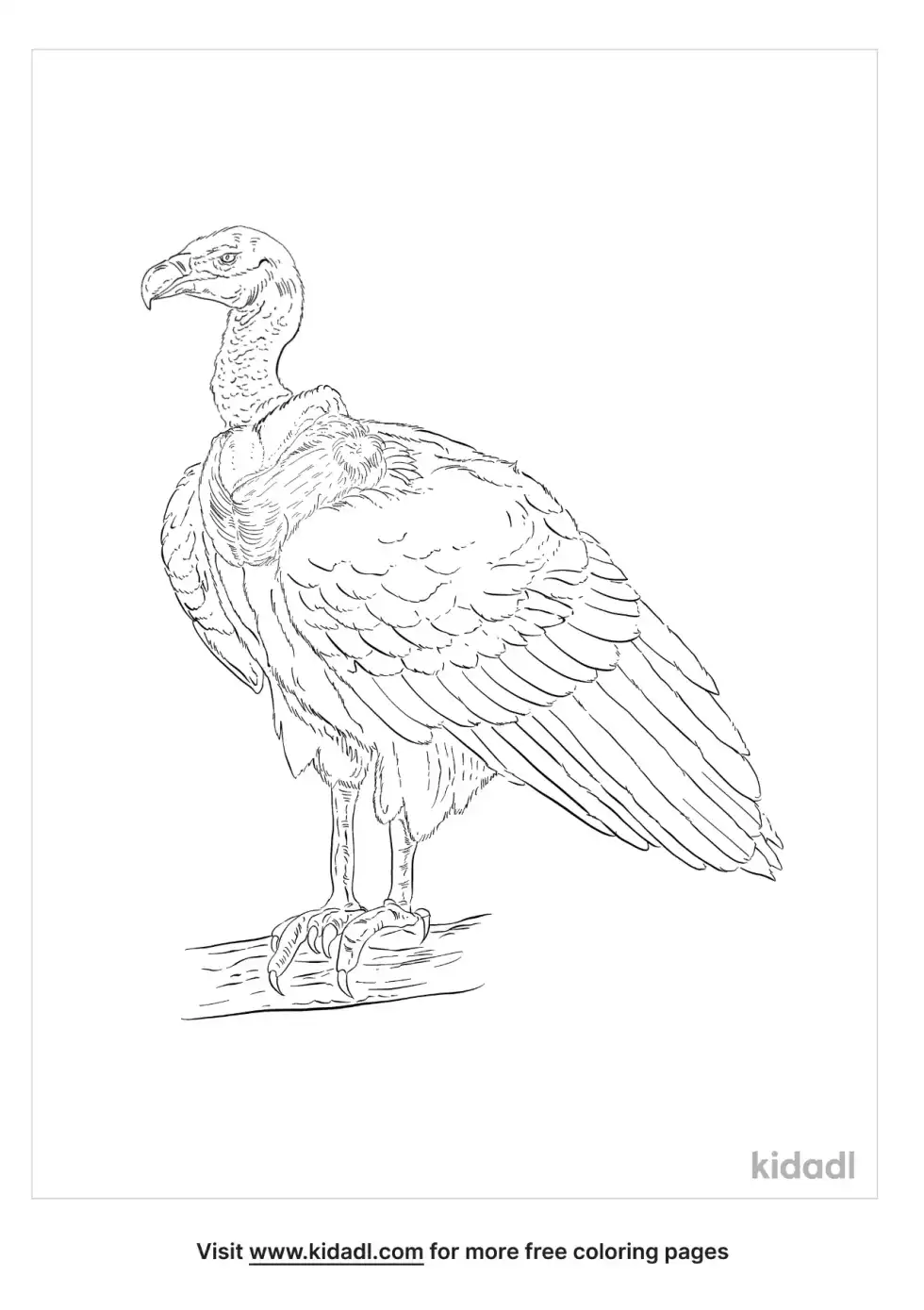 Griffon Vulture Coloring Page
