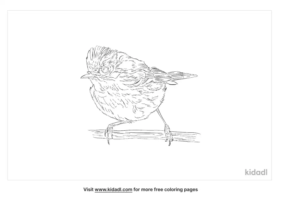Ruby-Crowned Kinglet Coloring Page