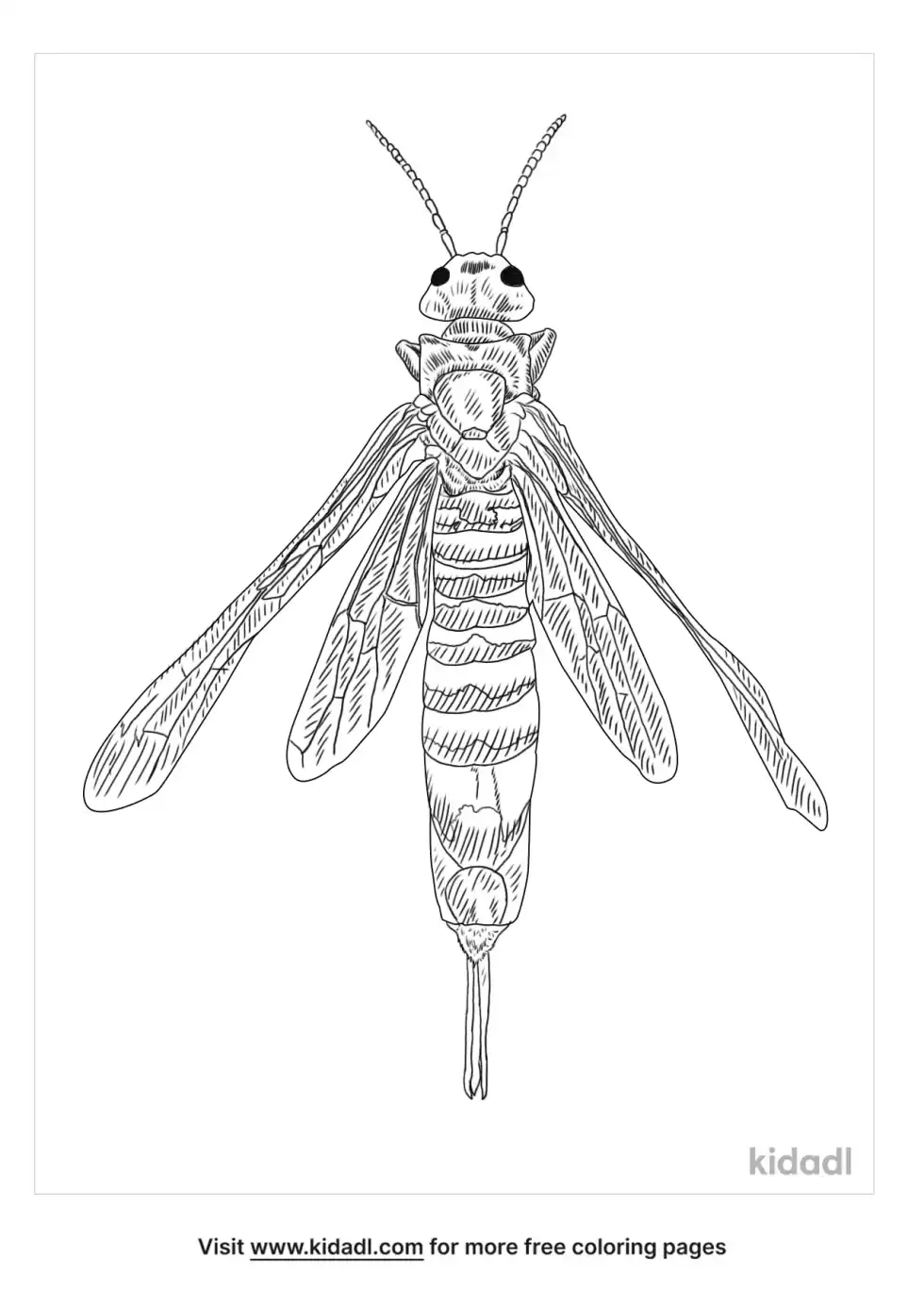 Pigeon Tremex Coloring Page
