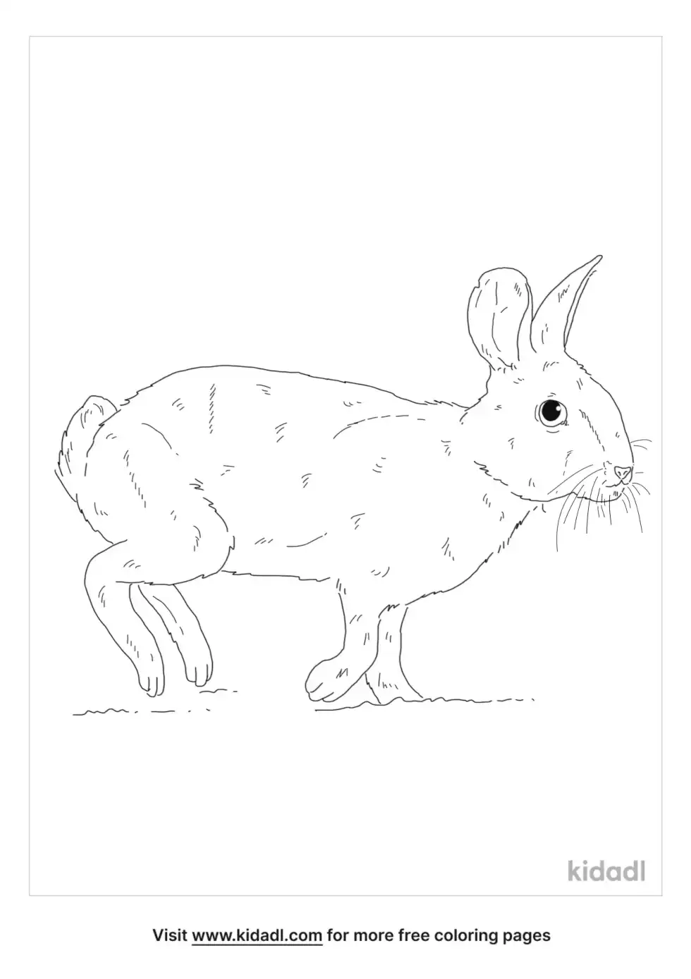 Omilteme Cottontail Coloring Page