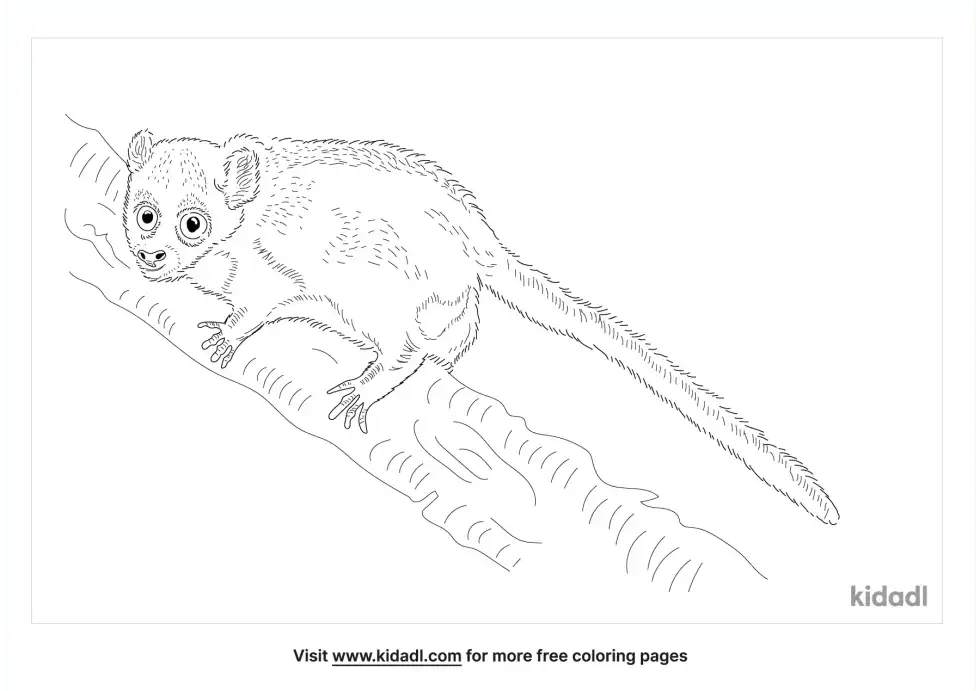 Cheirogaleidae Coloring Page