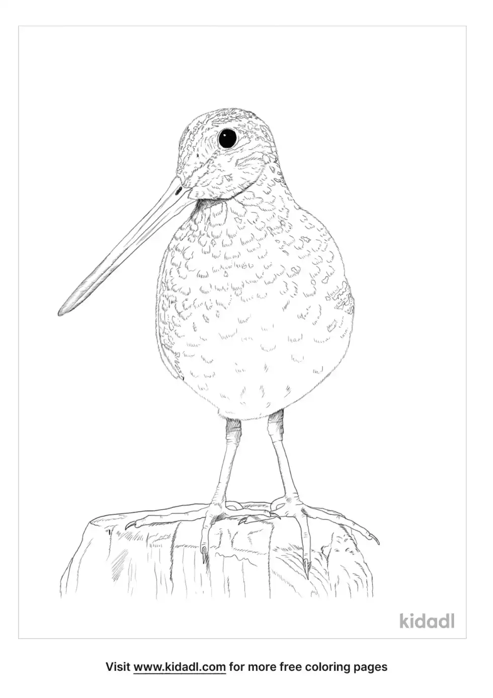 Snipe Coloring Page