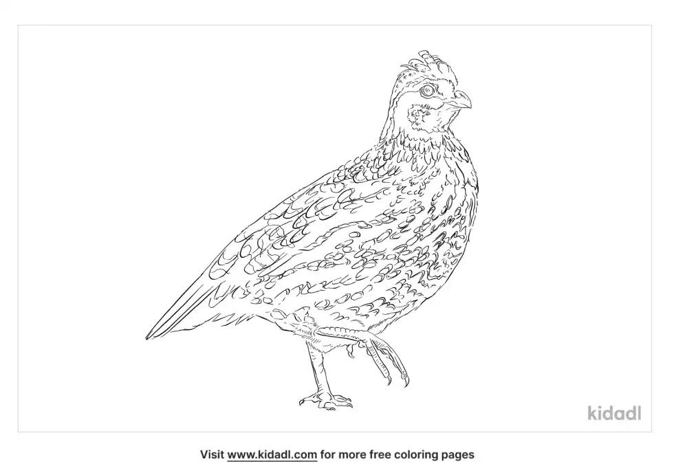 Northern Bobwhite Coloring Page