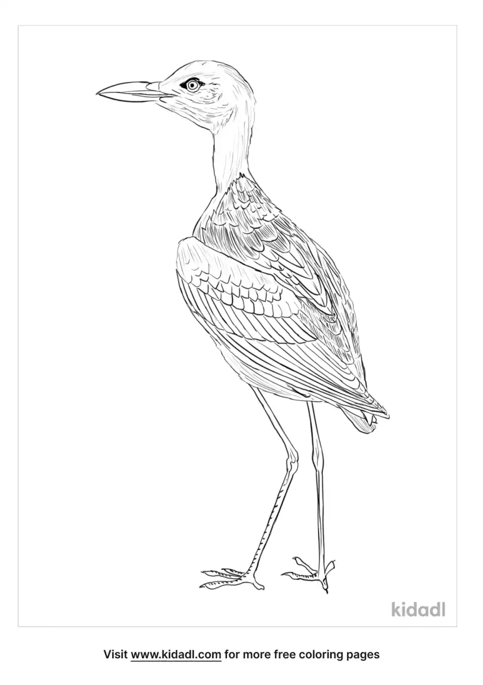 Crab Plover Coloring Page