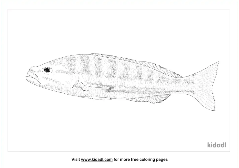 Comber Coloring Page