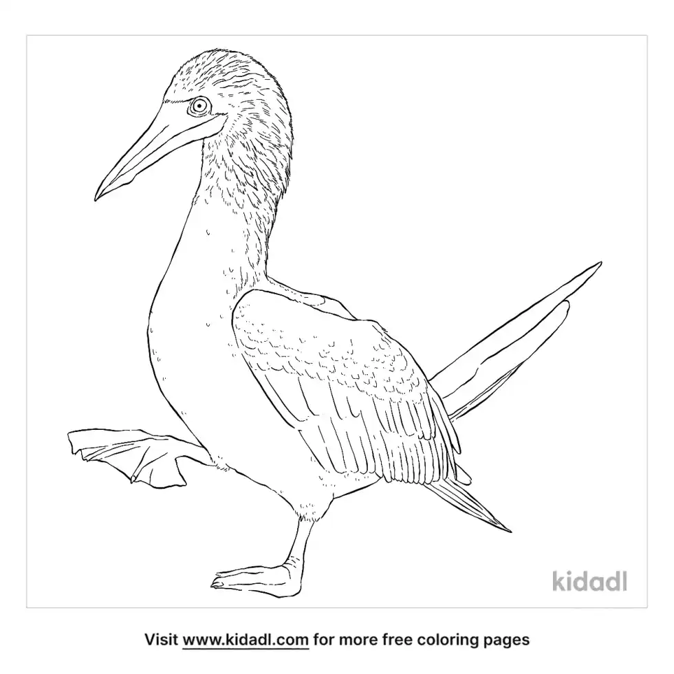 Boobies Bird Coloring Page