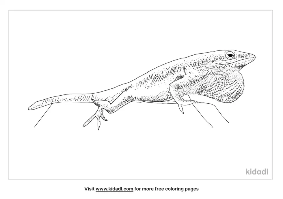 Green Anole Coloring Page