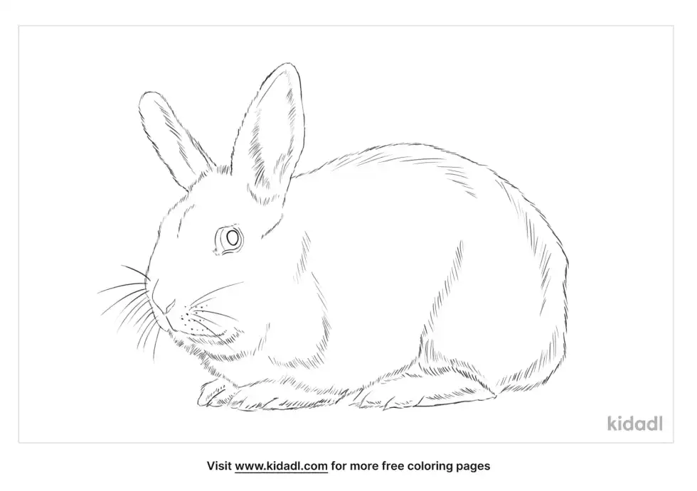 Florida White Rabbit Coloring Page