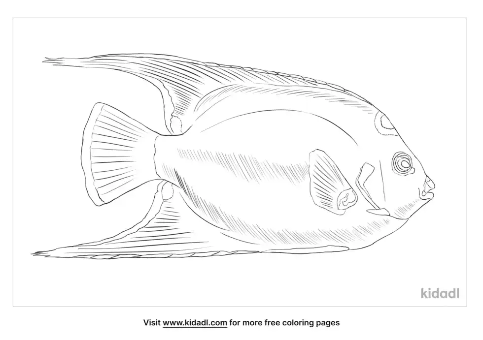 Queen Angelfish Coloring Page