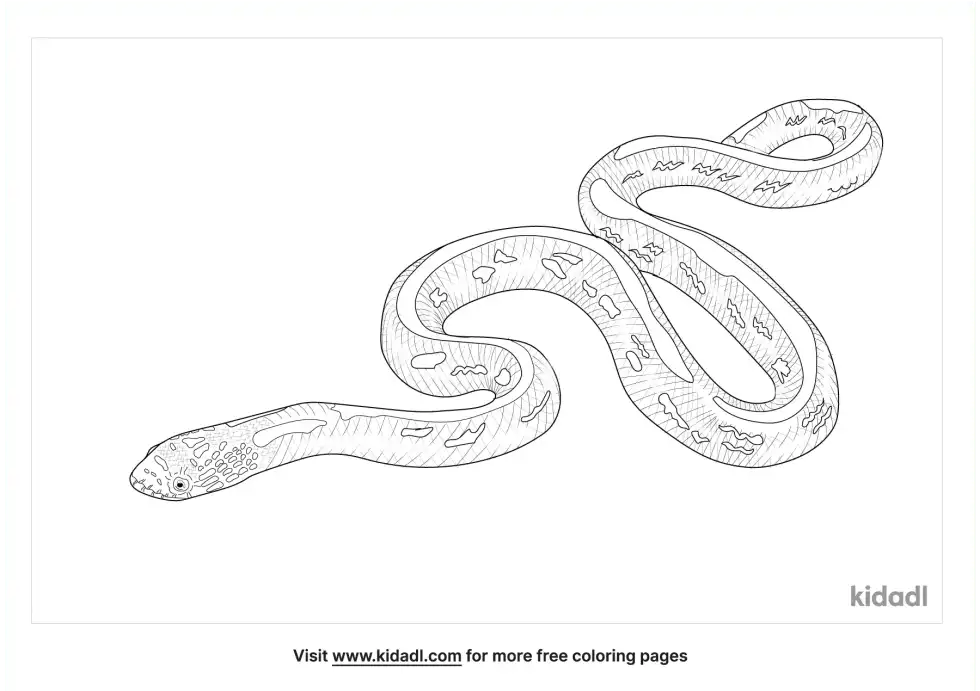 Apalachicola Kingsnake Coloring Page