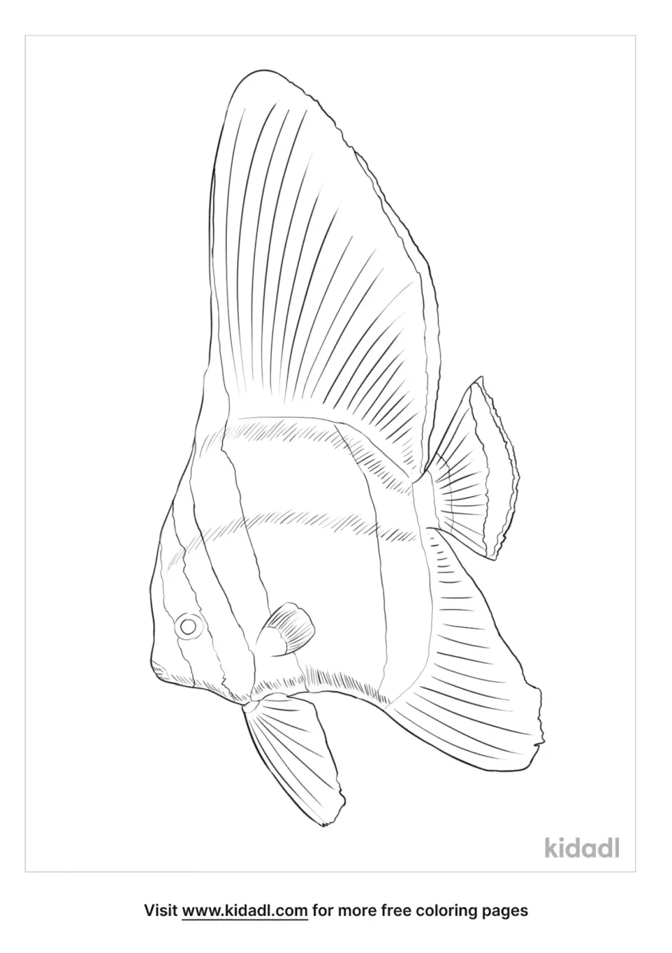 Pinnate Spadefish Coloring Page