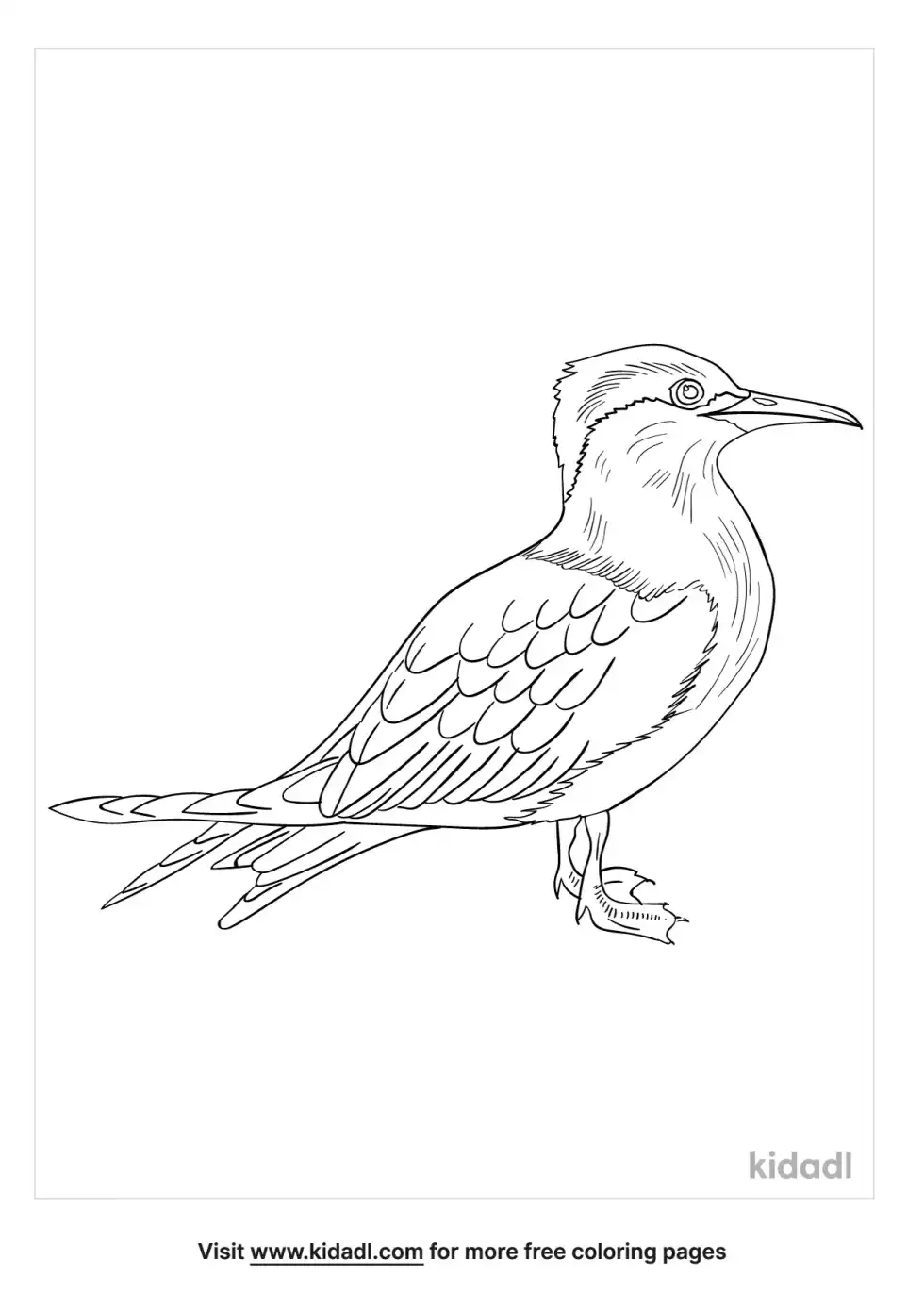 Caspian Tern Coloring Page