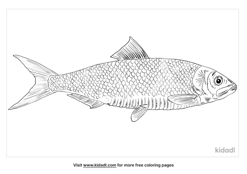 Allis Shad Coloring Page