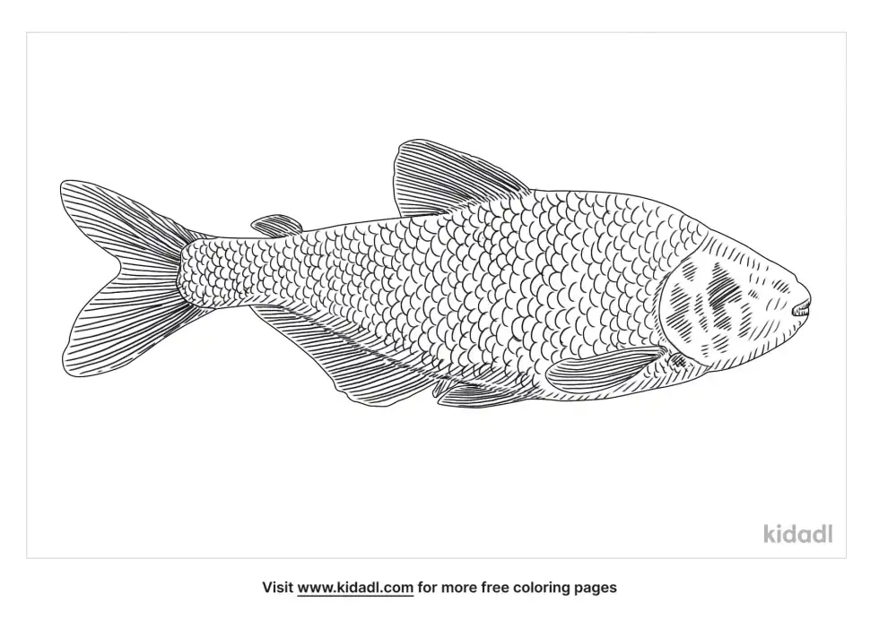 Many-Banded Krait Coloring Page