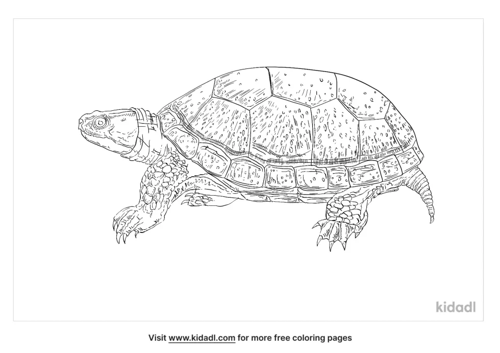 Blandings Turtle