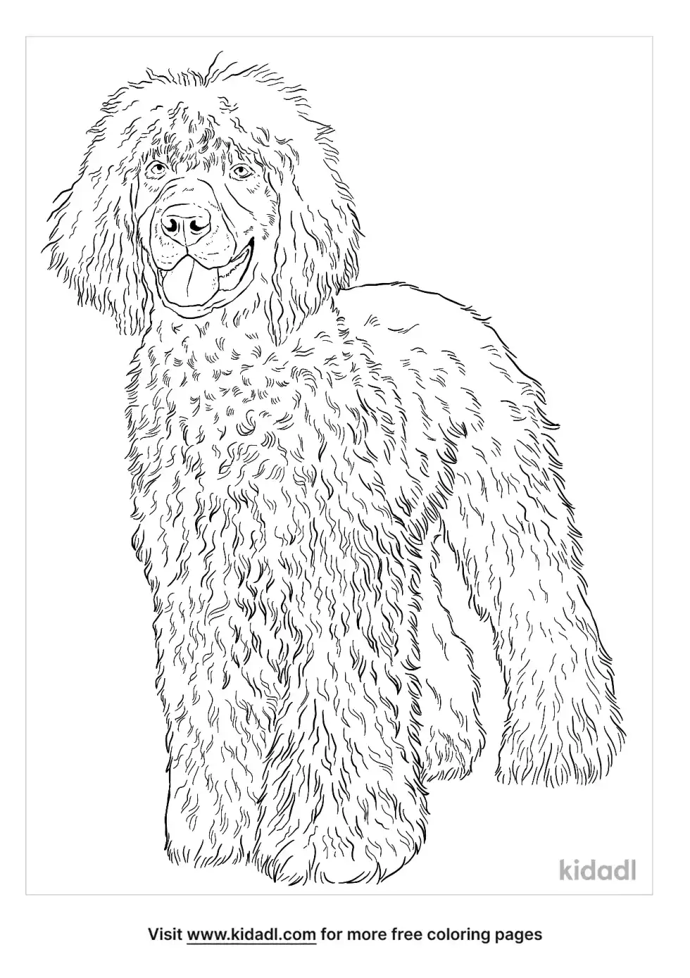 Irish Water Spaniel Coloring Page