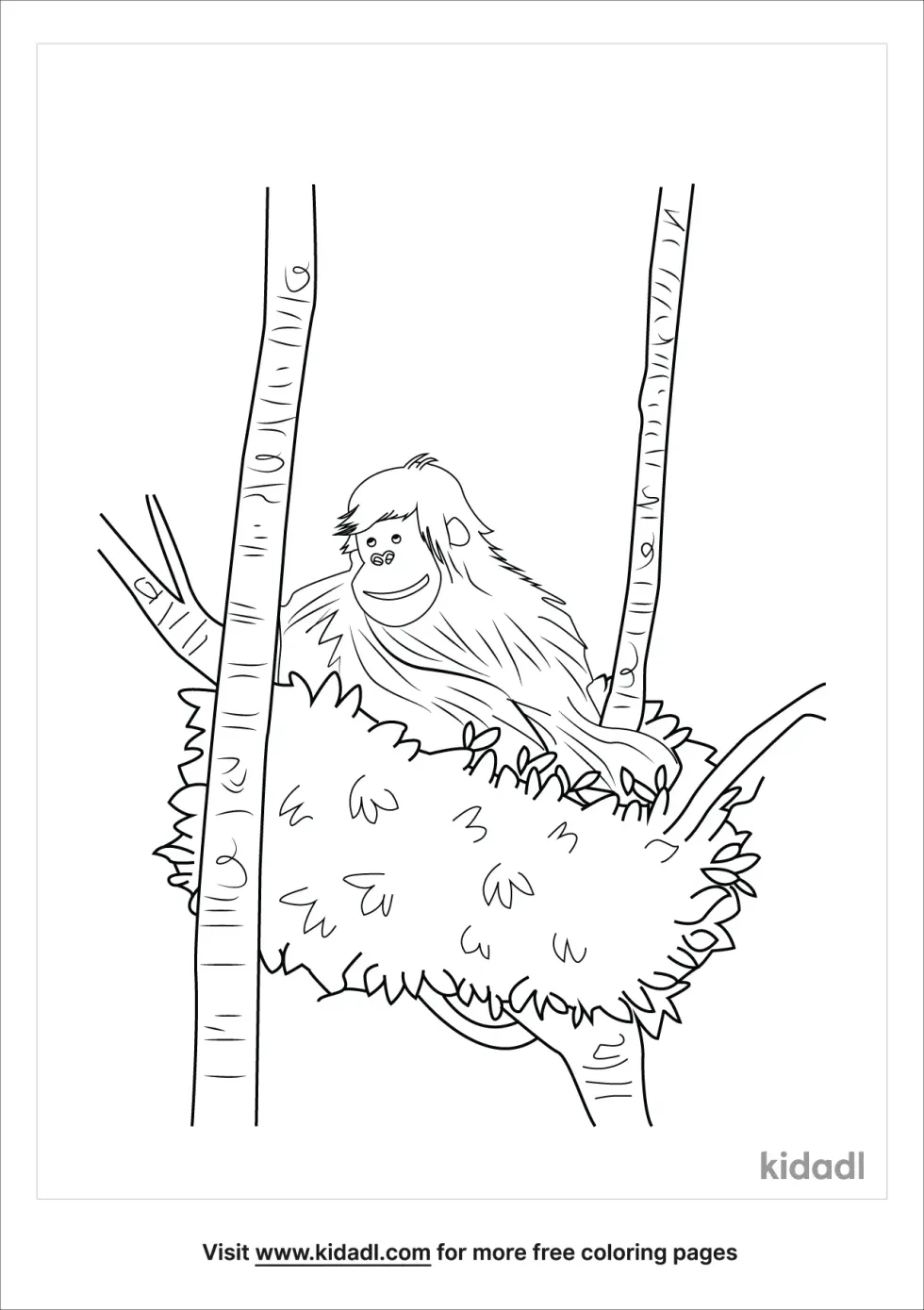 Nests Of Bornean Orangutan
