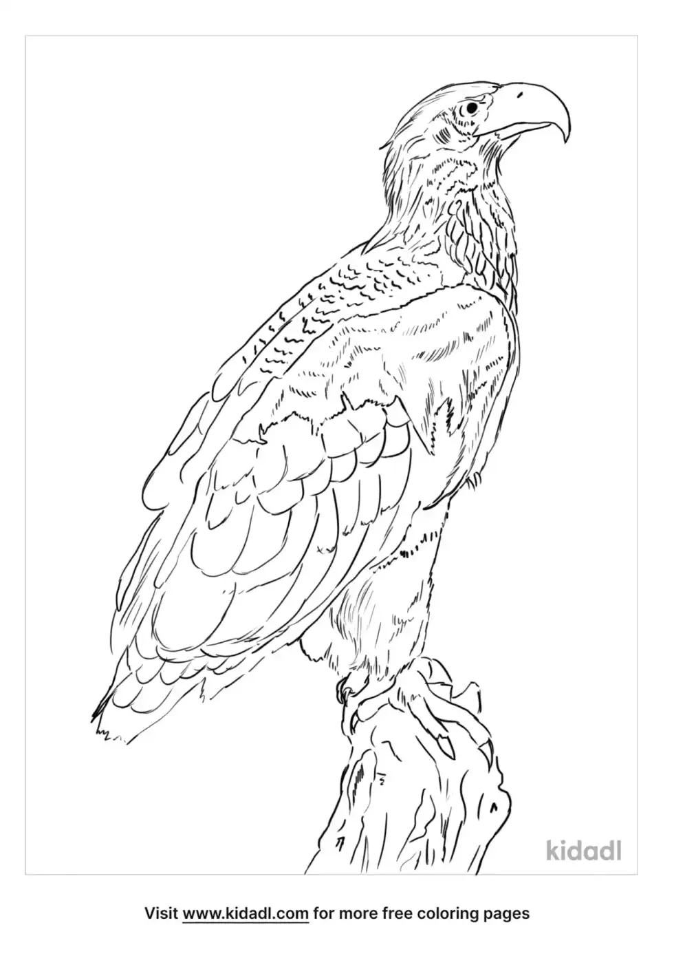 Sea Eagle Coloring Page