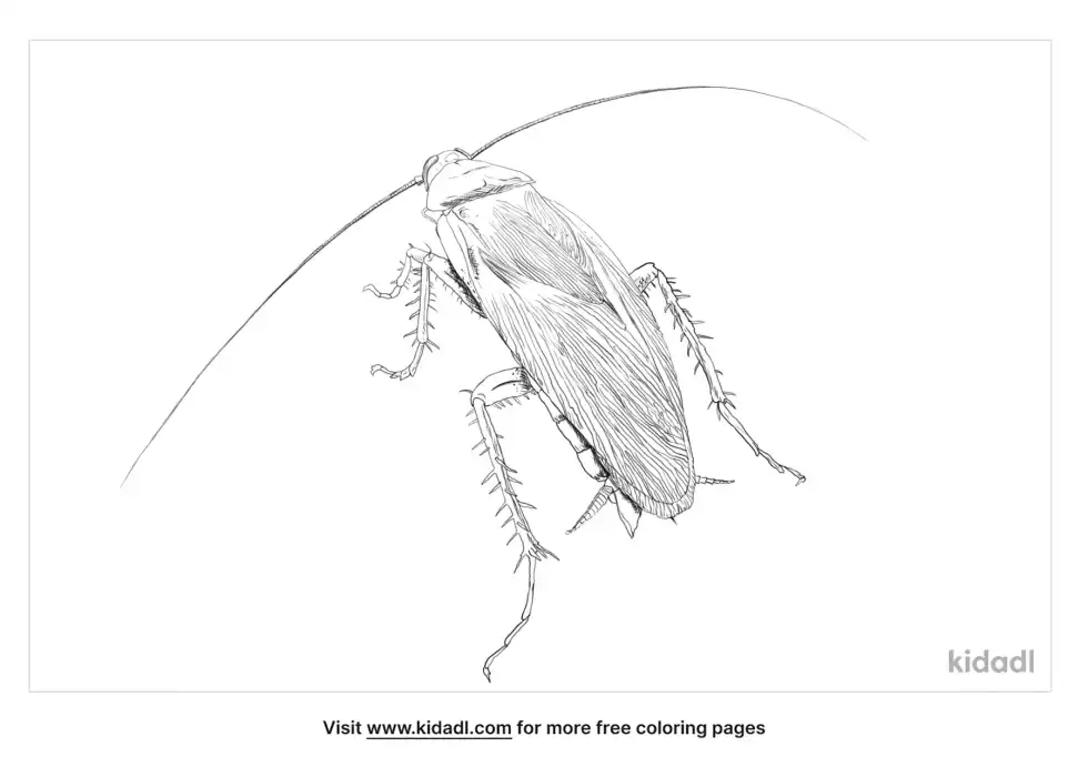 American Cockroach Coloring Page