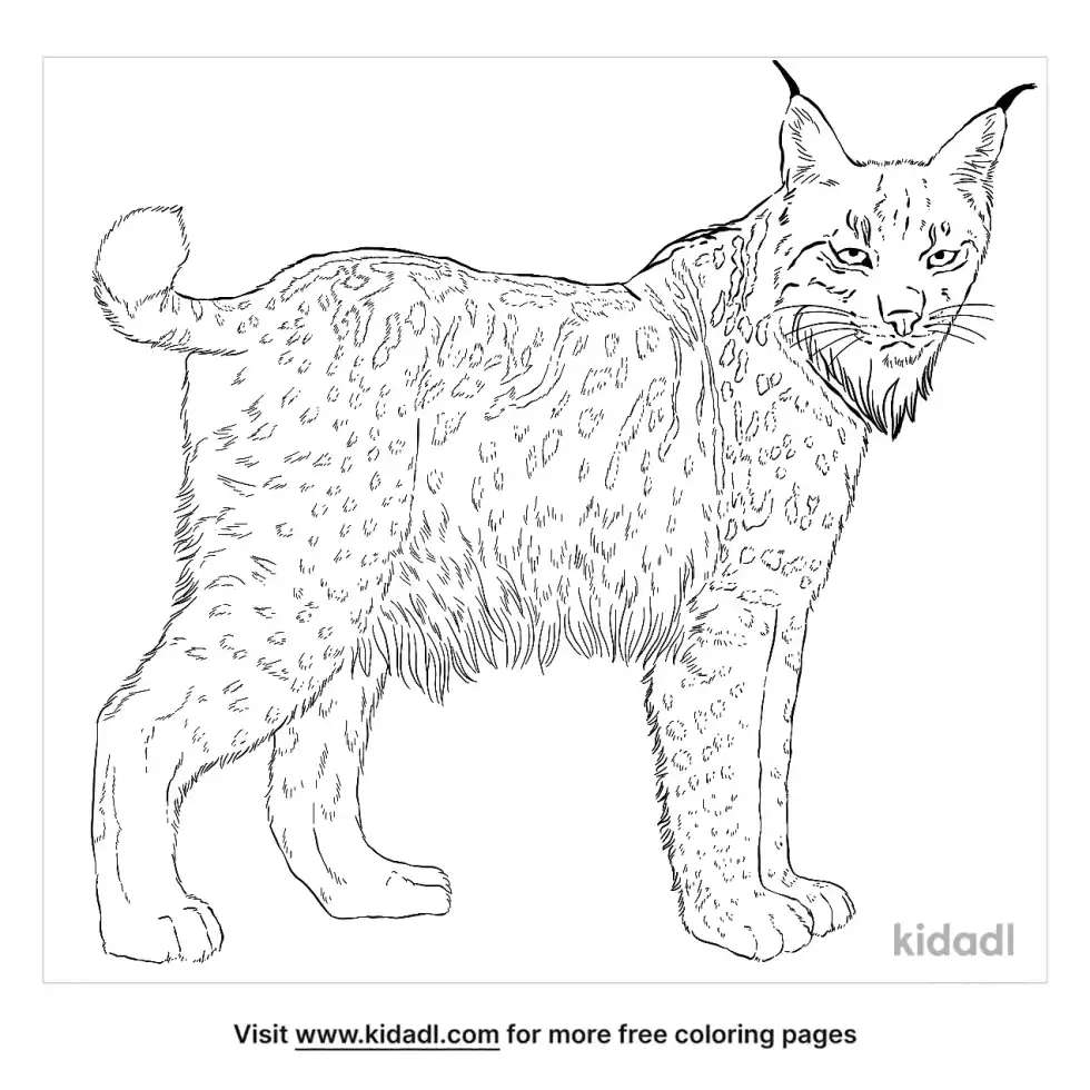 Iberian Lynx Coloring Page