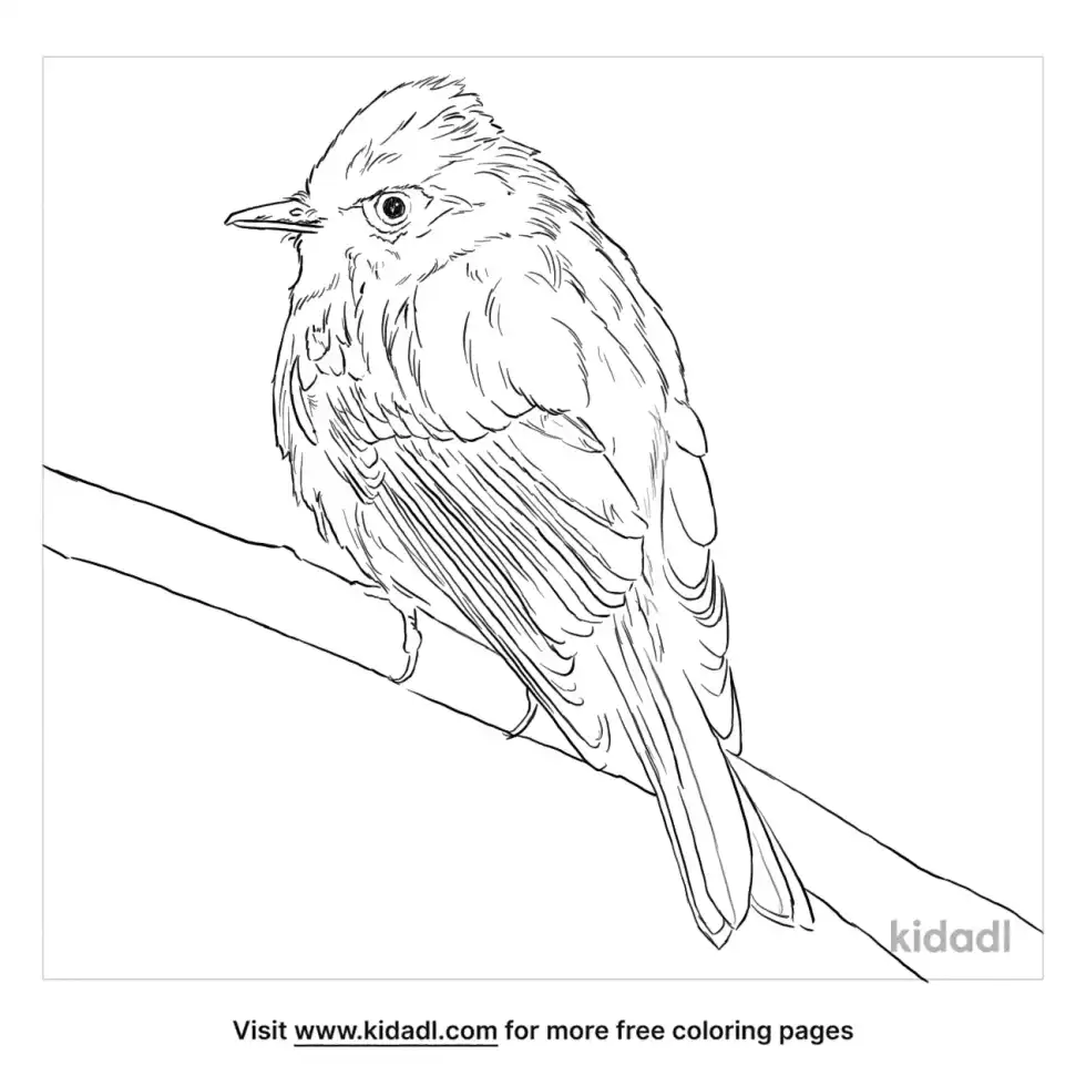 Tyrant Flycatcher Coloring Page