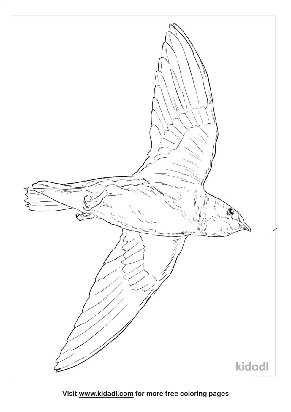 White-Throated Needletail Coloring Page