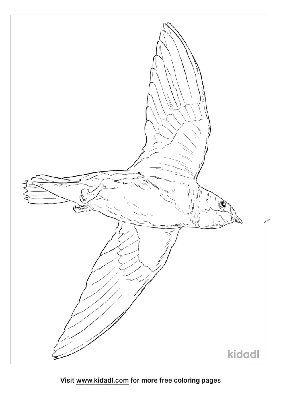White-Throated Needletail Coloring Page