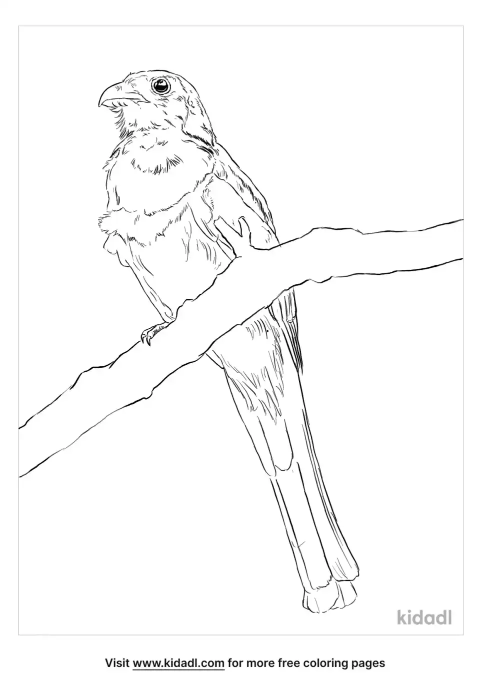 Elegant Trogon Coloring Page