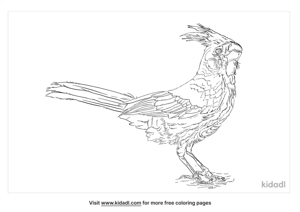 Pyrrhuloxia Coloring Page