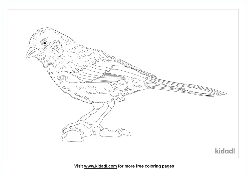 Canyon Towhee Coloring Page