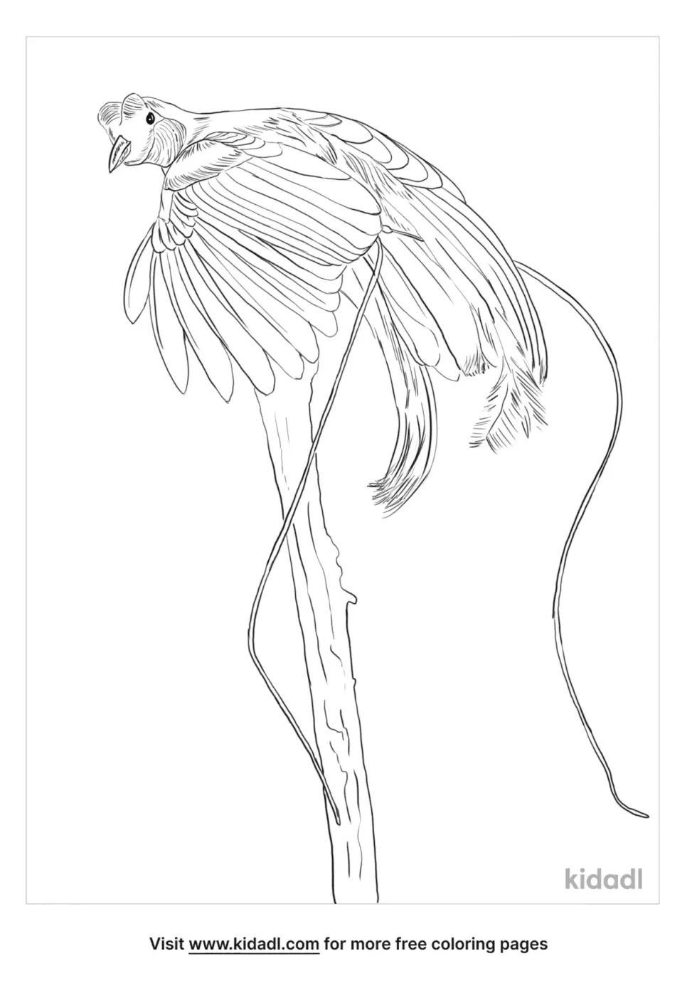 Red Bird Of Paradise Coloring Page